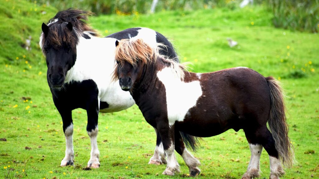 brown and white horse on green grass field during daytime