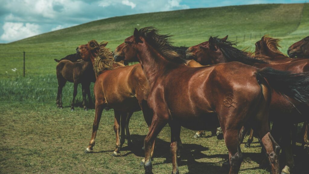 herd of brown horses
