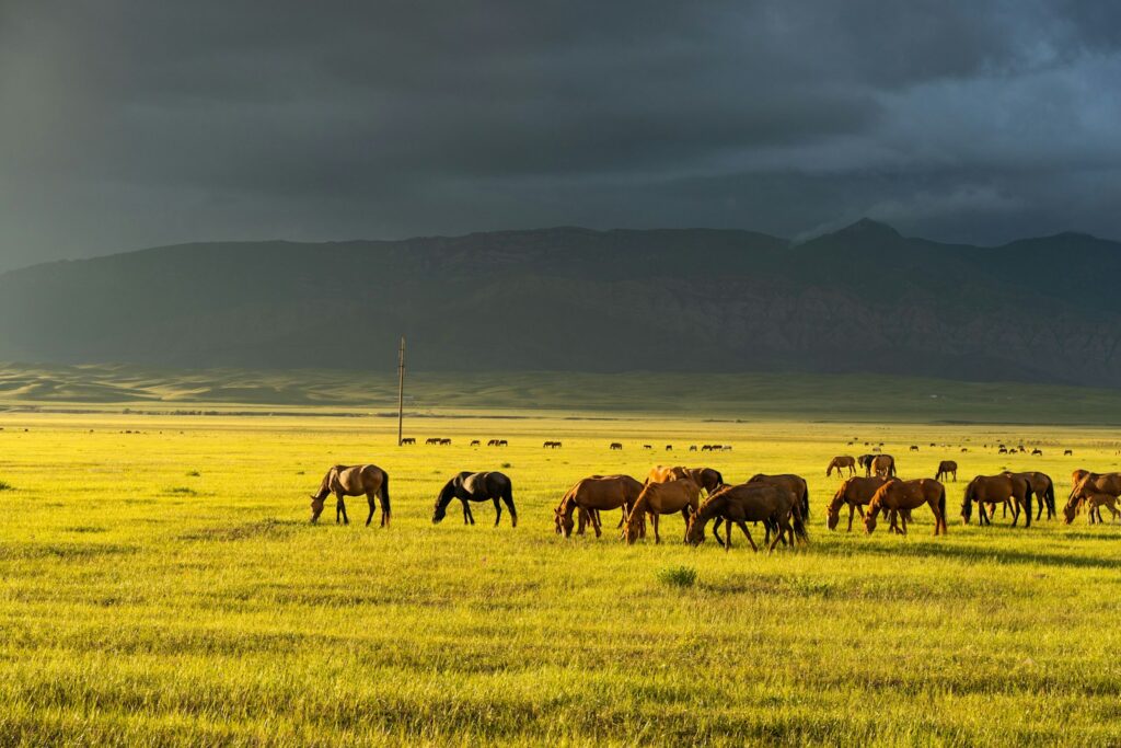 A group of horses grazing in a field