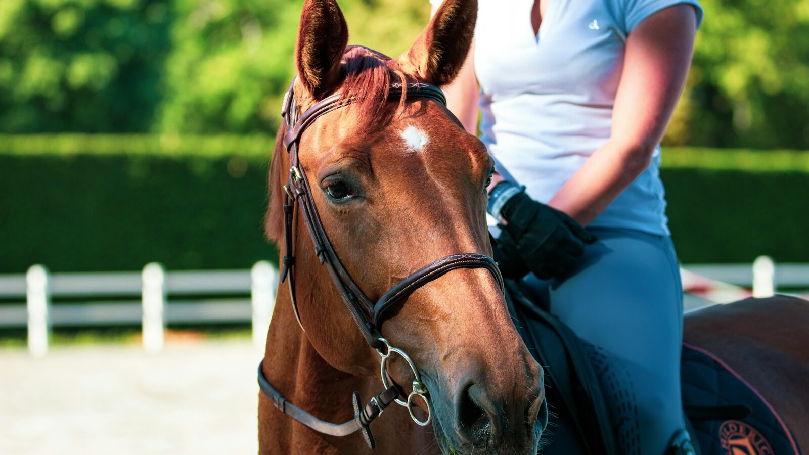 woman in white shirt standing beside brown horse during daytime