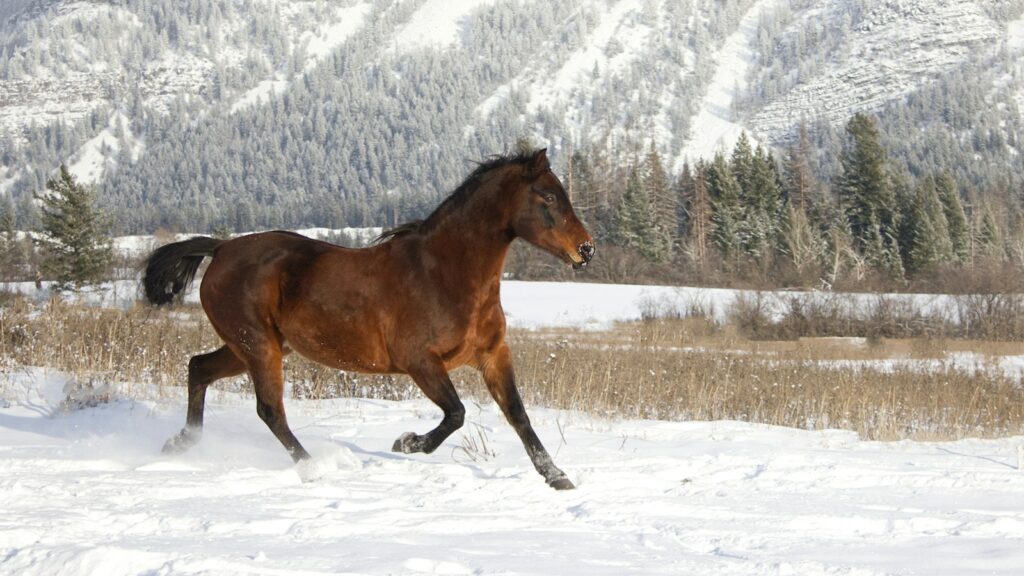 a horse running in the snow in front of a mountain