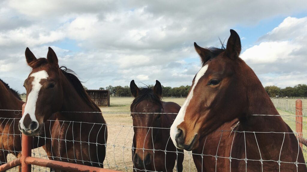 four brown horses behind fence