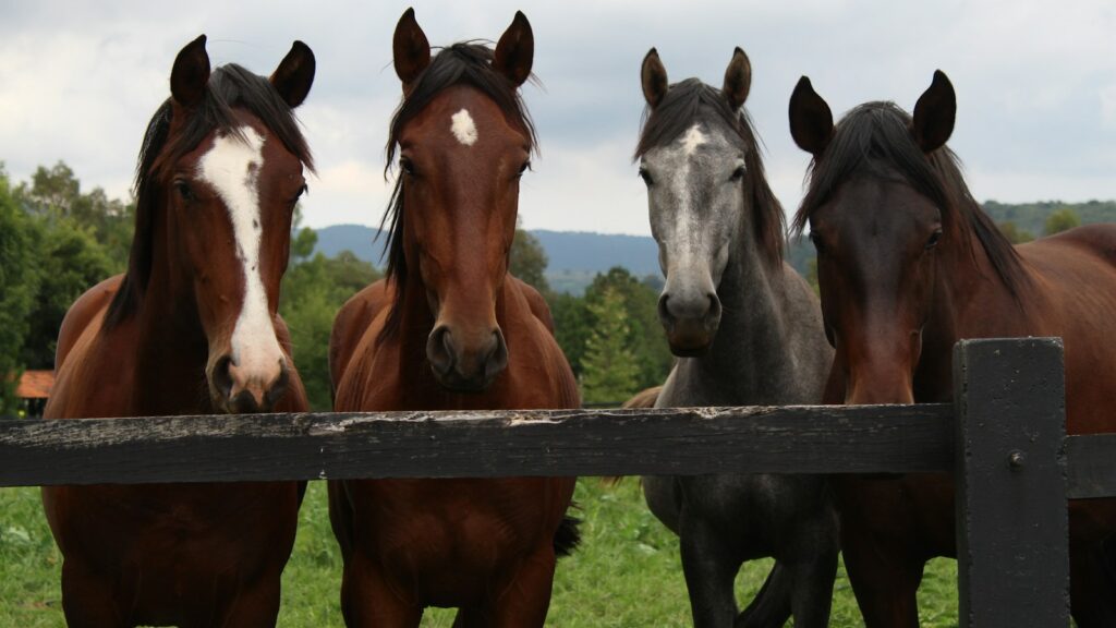 brown and white horses on green grass field during daytime