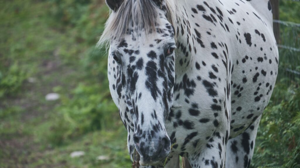 a horse standing in a field