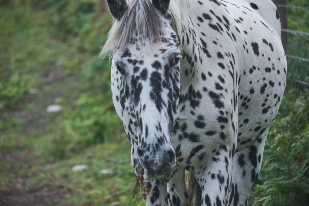 Appaloosa stands in a field