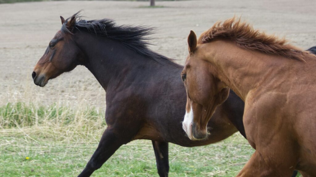 brown horse on green grass field during daytime