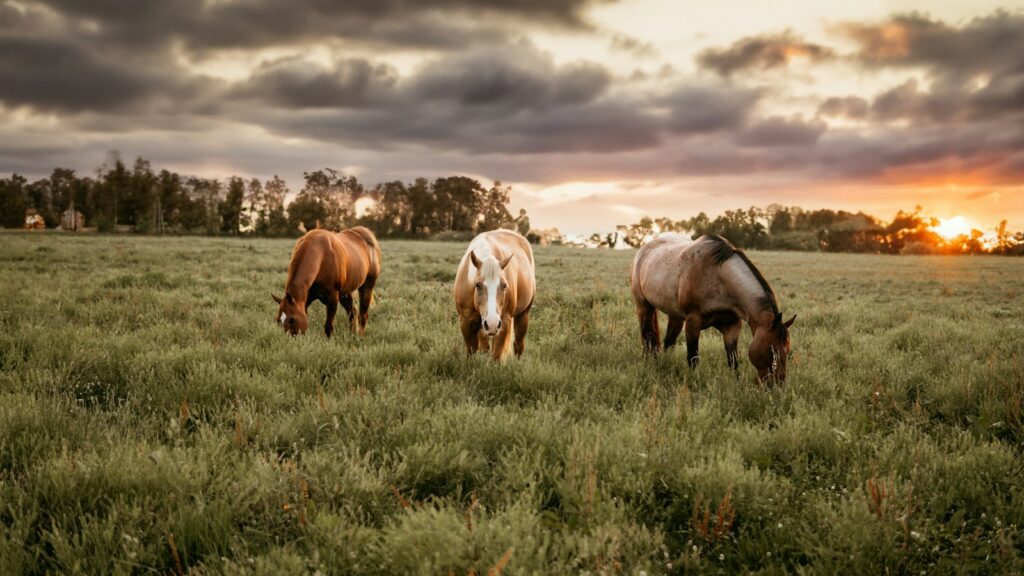 three horses grazing in a field at sunset