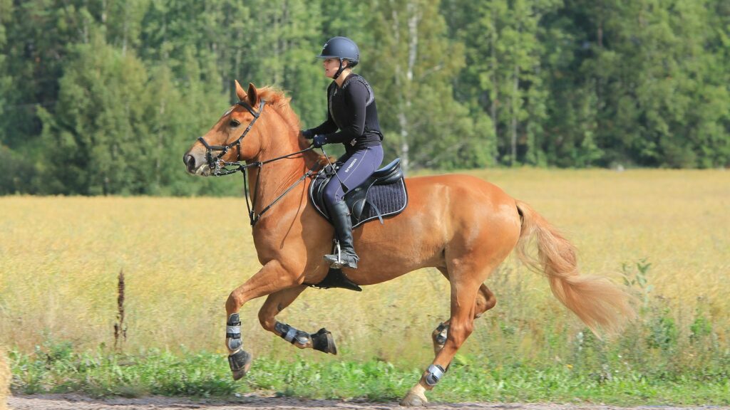 Woman in black leather jacket riding brown horse during daytime