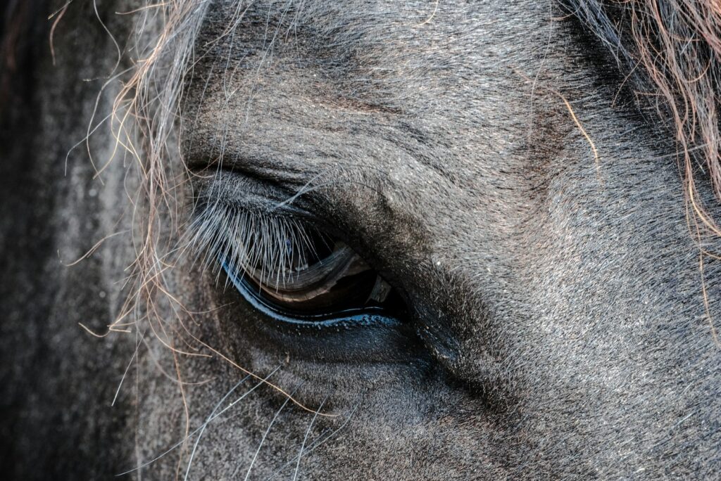 Close-up photo of gray horse's eye
