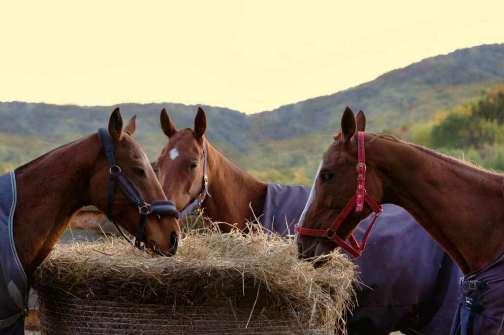 A group of horses standing next to each other
