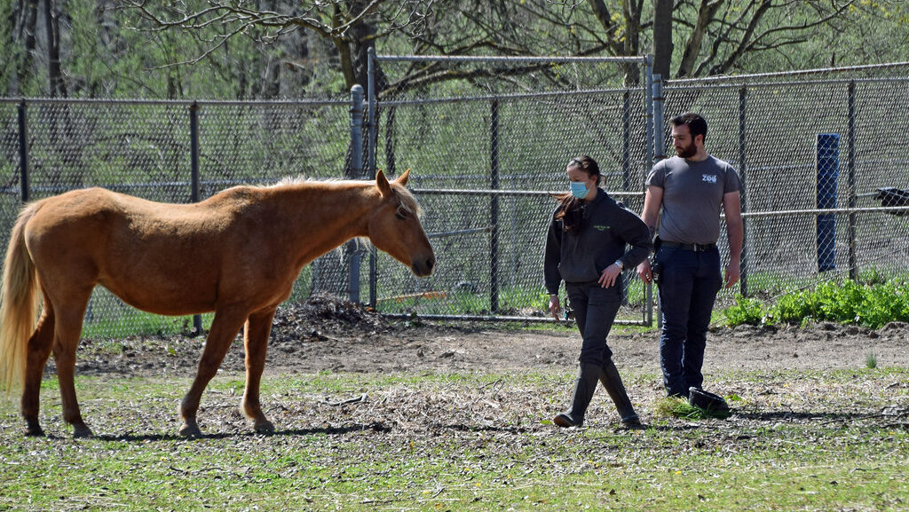 Veterinarian with horse