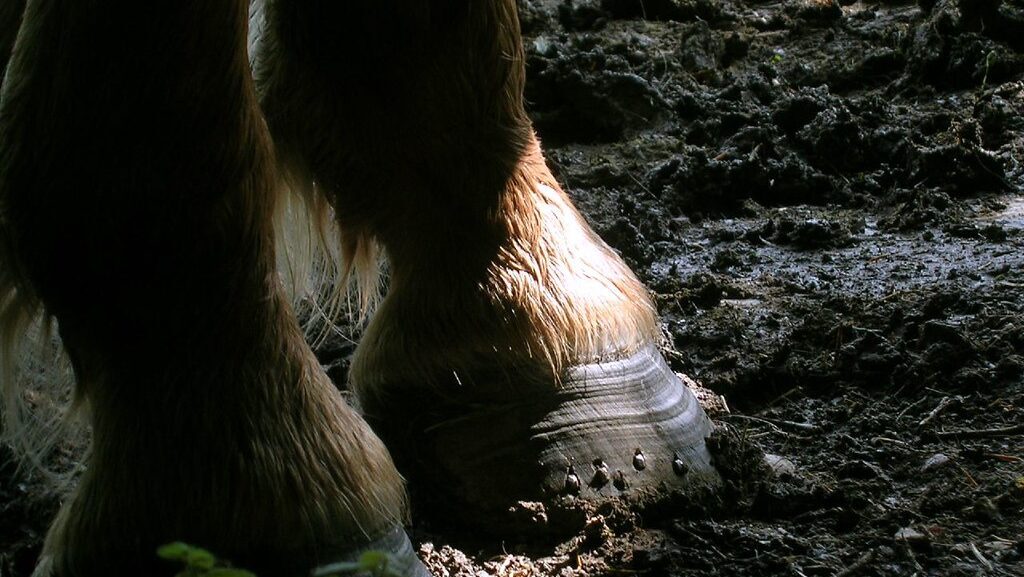 horse feet