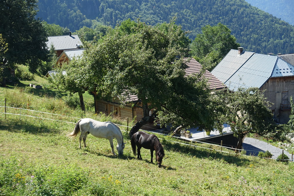 Horses on grass