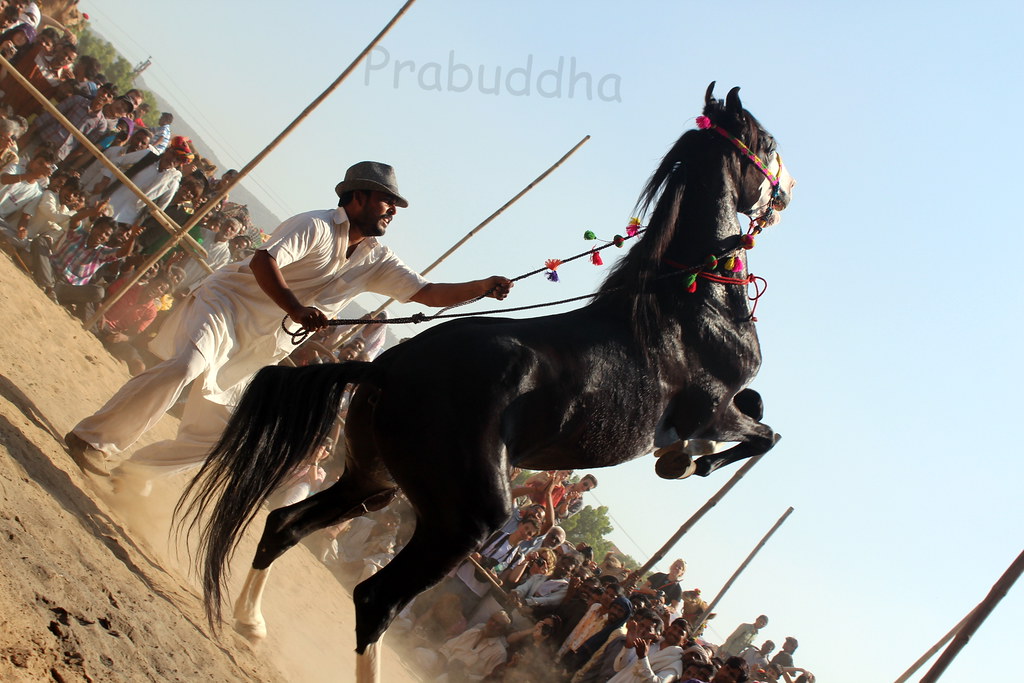 a jumping horse with a rider