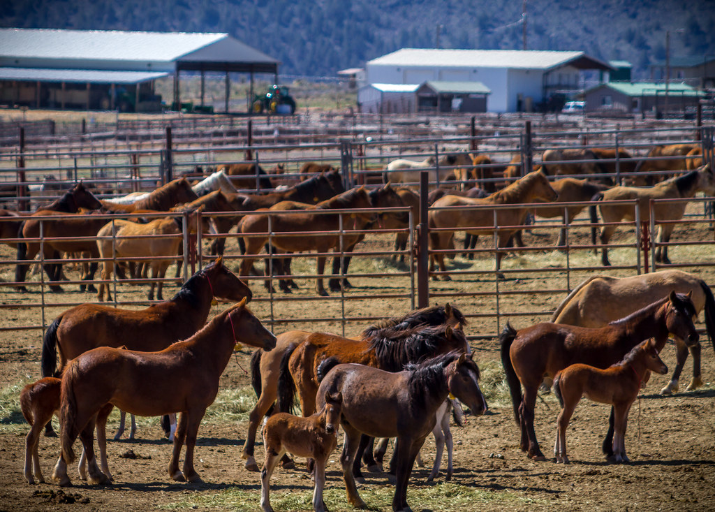 Horses in Horse Facility