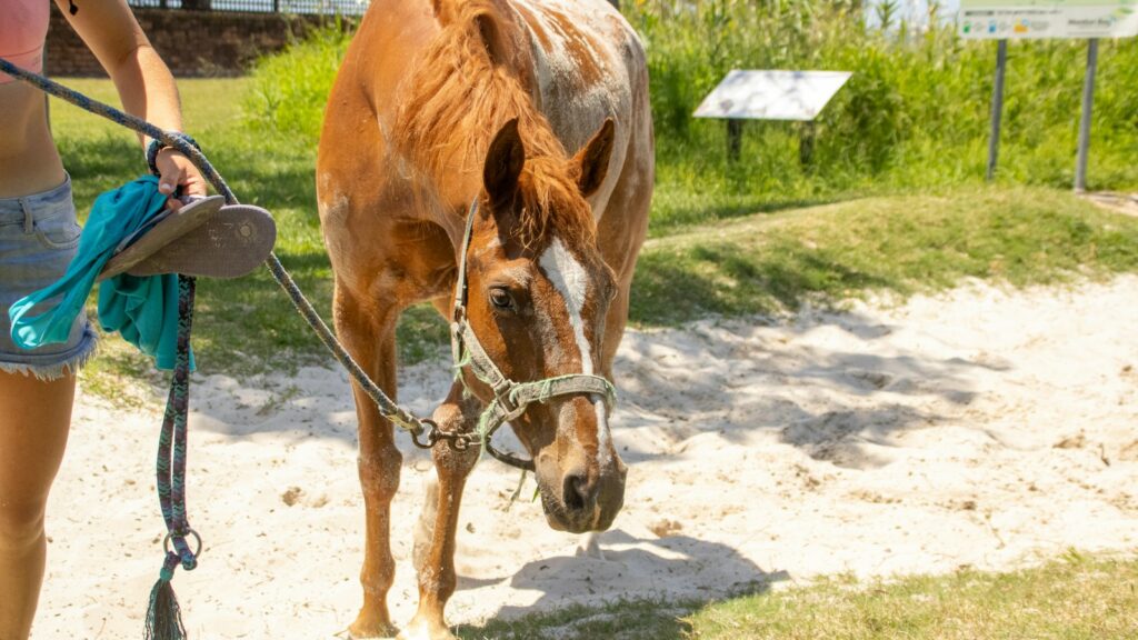 A woman walking a horse on a leash