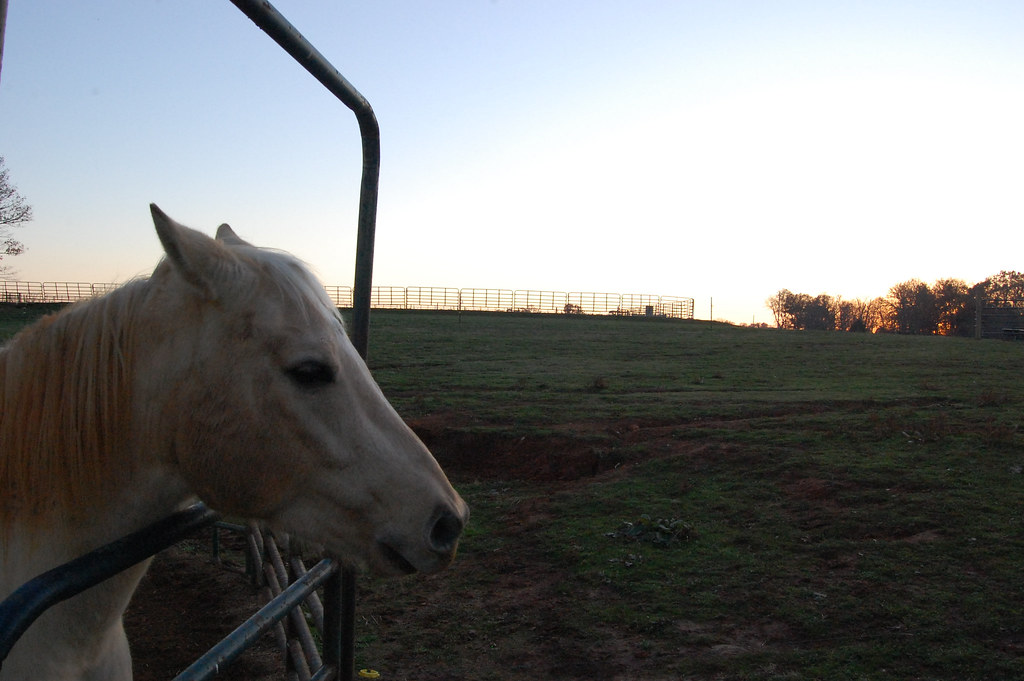 Tennessee Horse