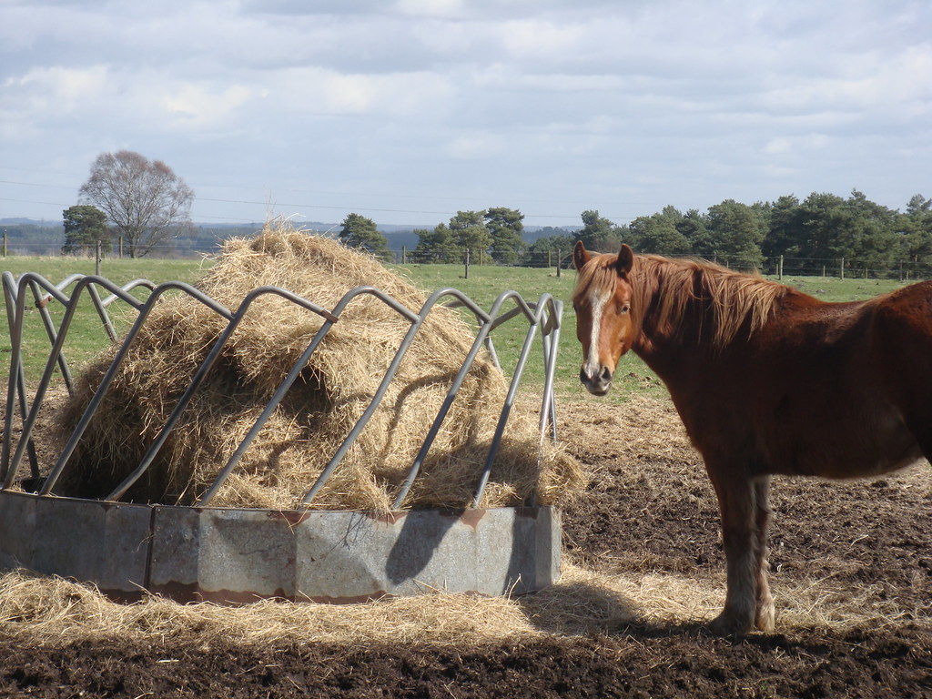 Horse Hay