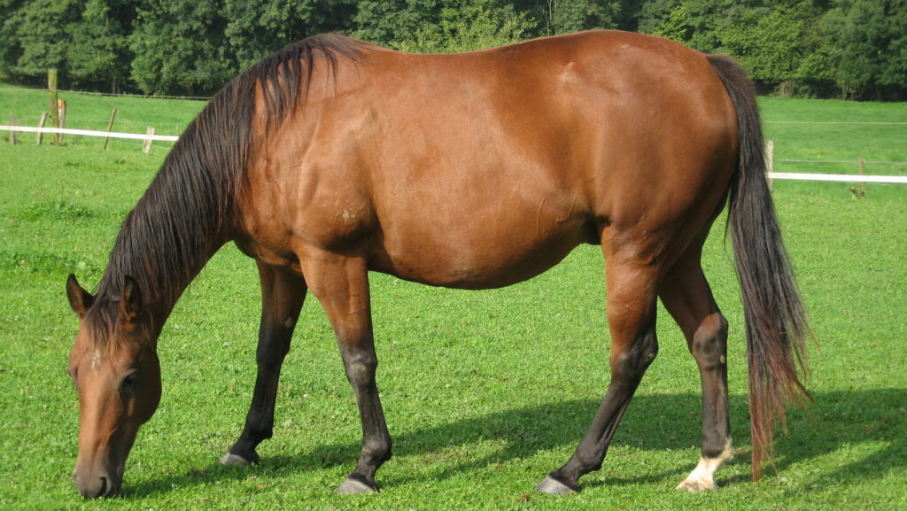 brown horse gazing the grass