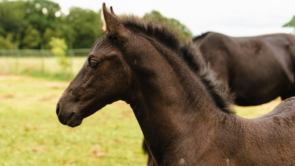 a couple of horses in a field