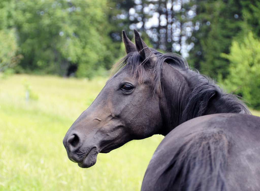 Alert horse