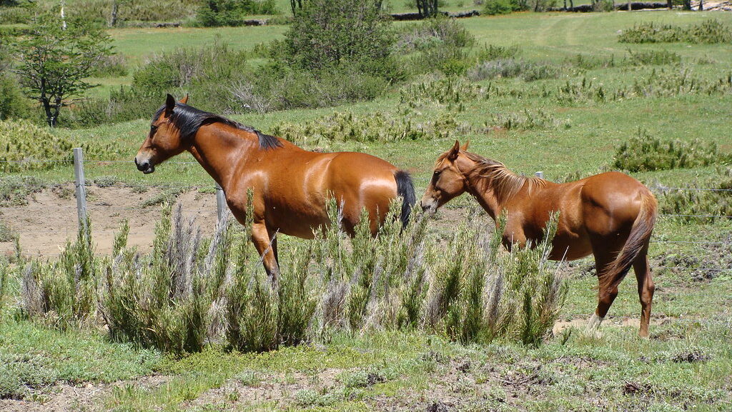Horses roaming in the field