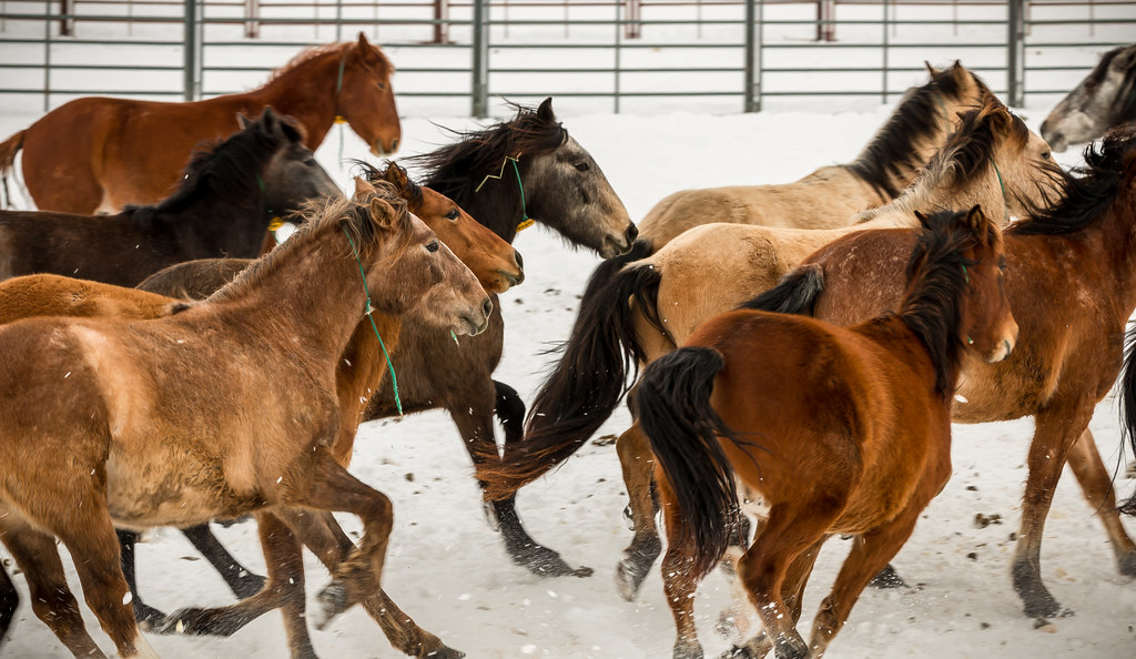 Horses running in horse facility
