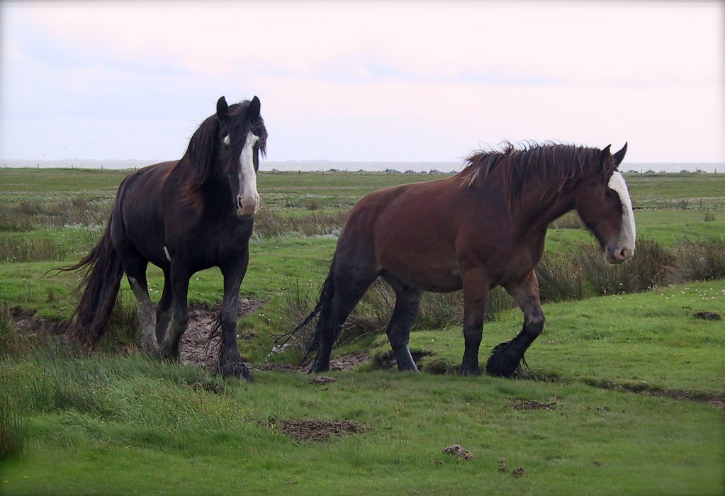 Shire horses