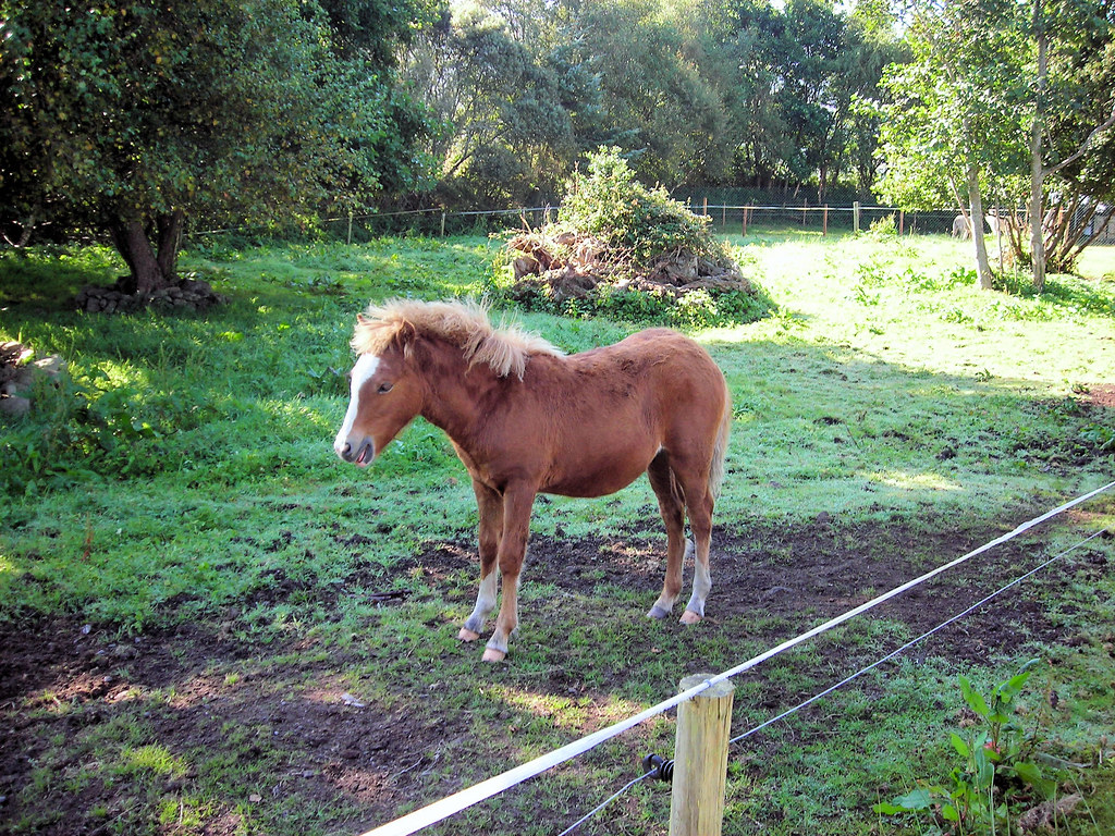Horse chilling outdoors