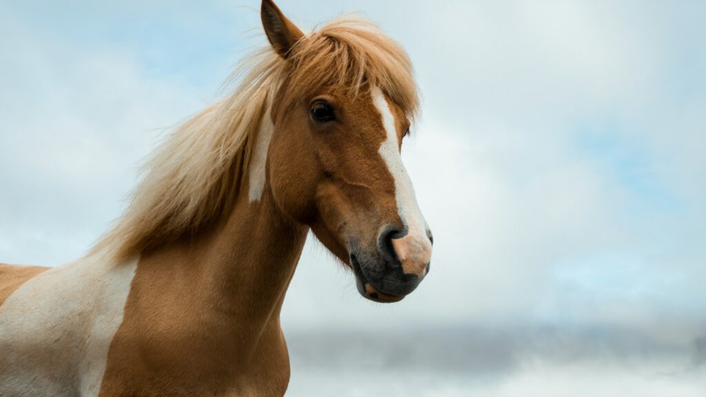 brown and white horse