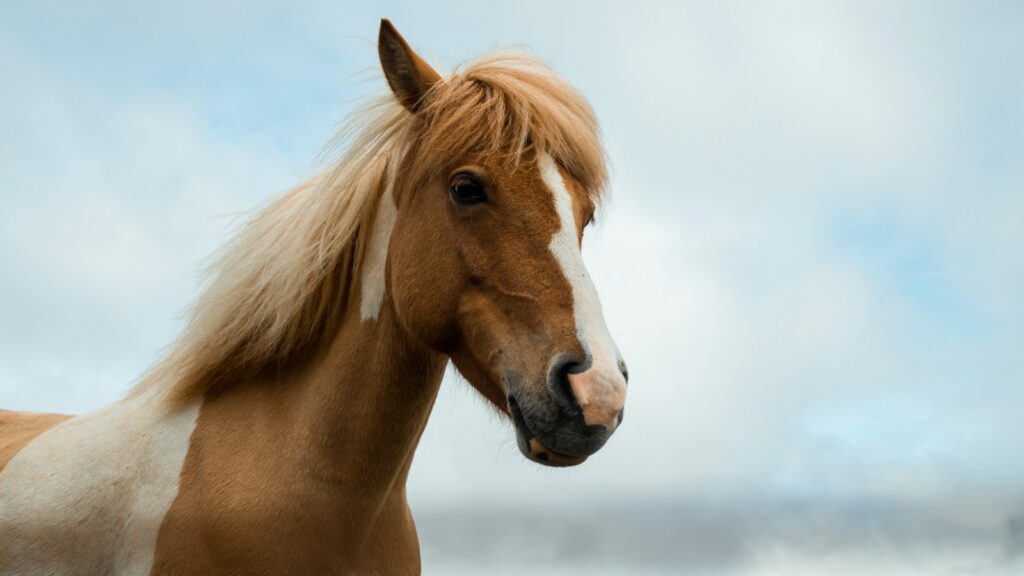 brown and white horse