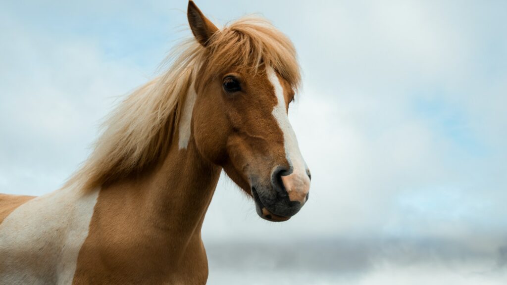 brown and white horse