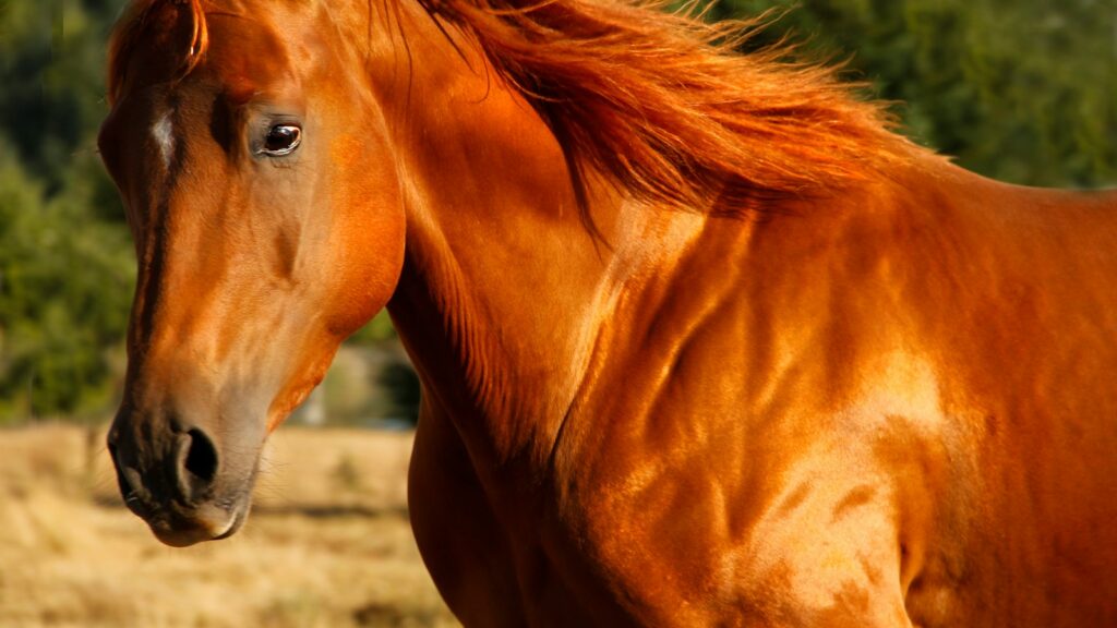 brown horse on brown field during daytime