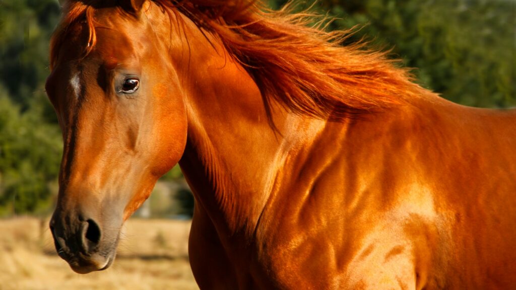 brown horse on brown field during daytime
