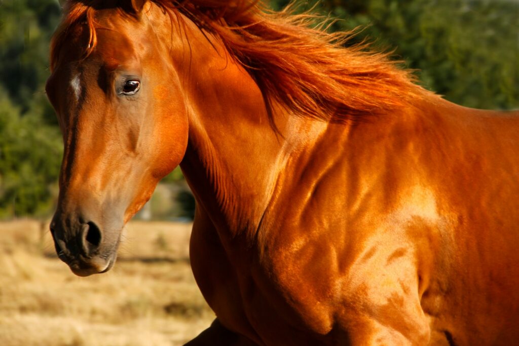 Brown horse on brown field during daytime