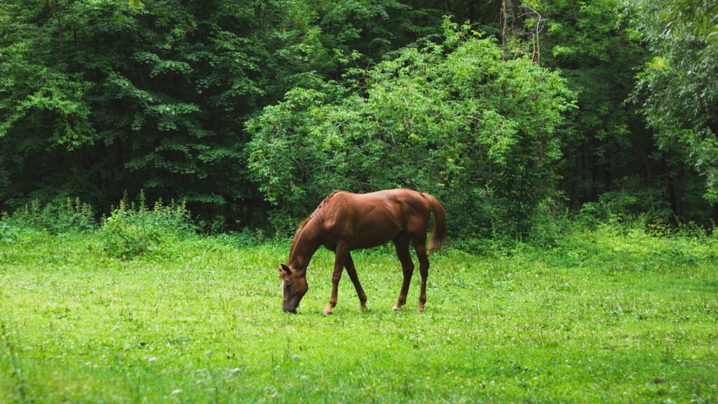 brown horse