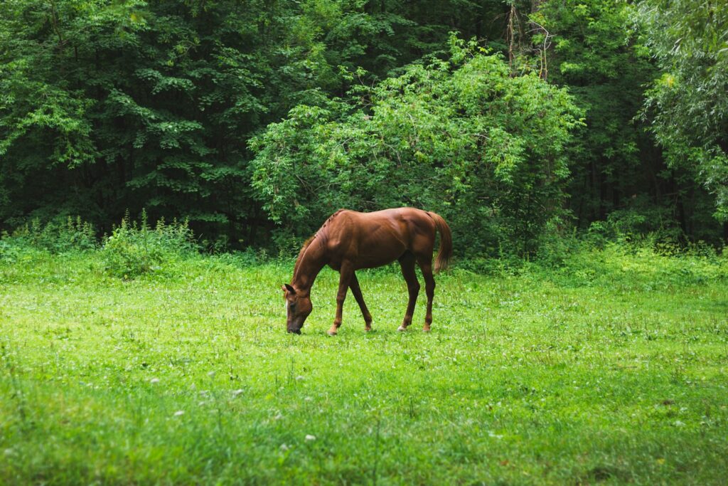 Brown horse relaxing