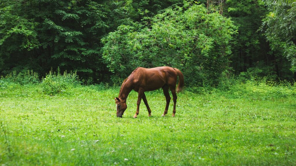 a brown horse eating grass