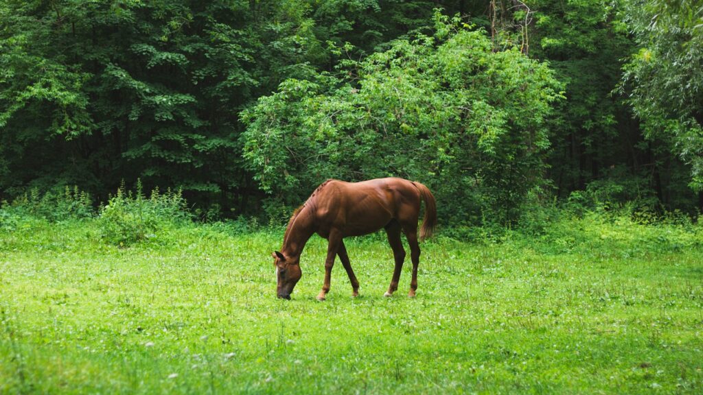 a brown horse eating grass