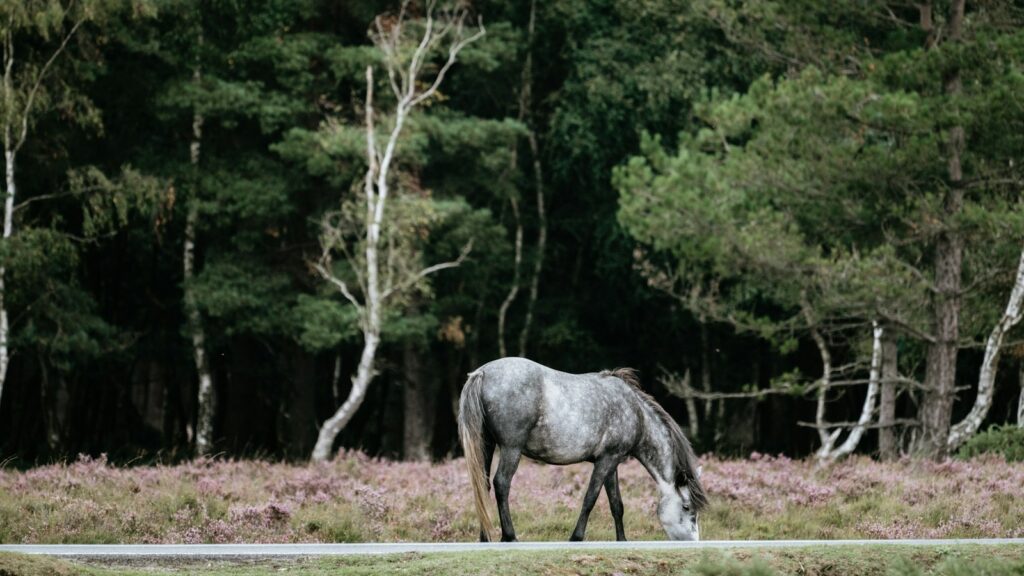horse eating grass with forest trees on background