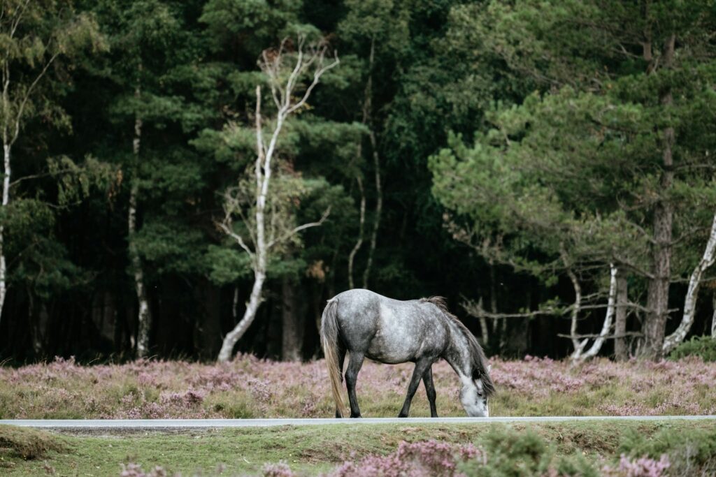 Horse eating grass with forest trees on background