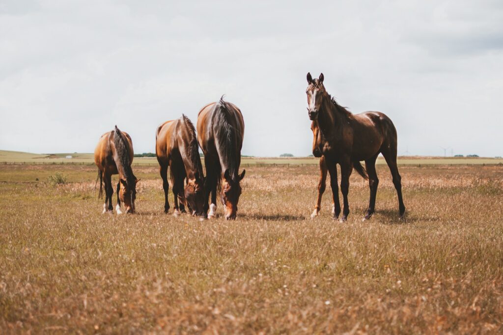Four brown horses on brown grass field