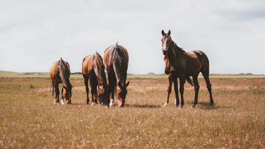 four brown horses on brown grass field