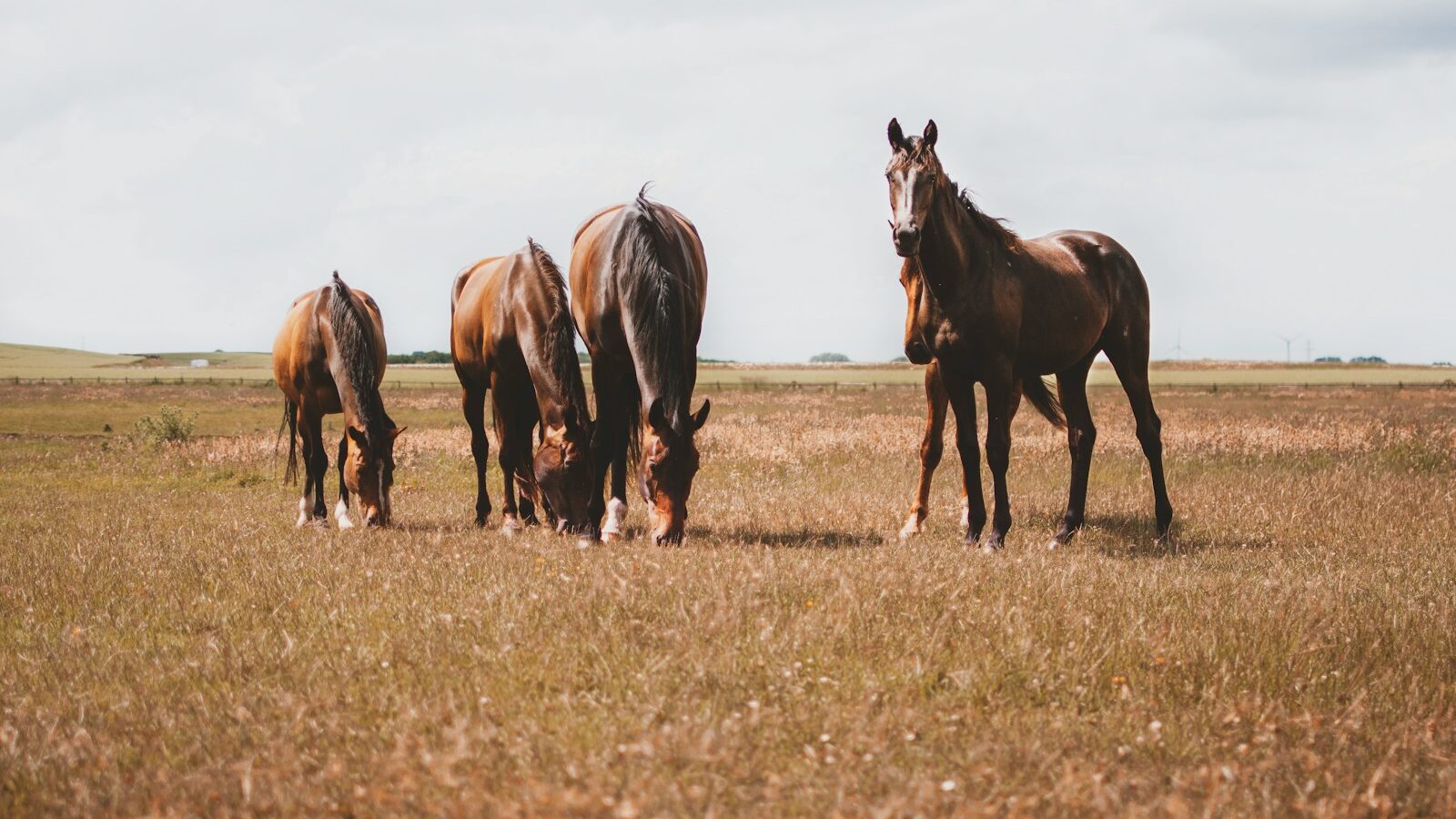 four brown horses on brown grass field
