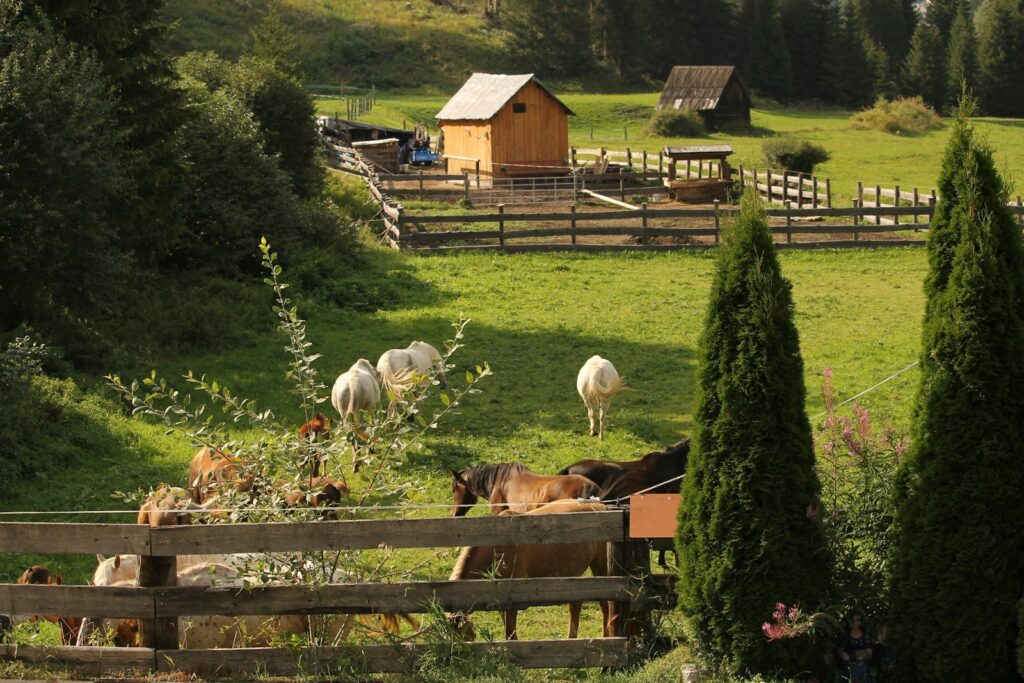 A herd of cattle grazing on top of a lush green field