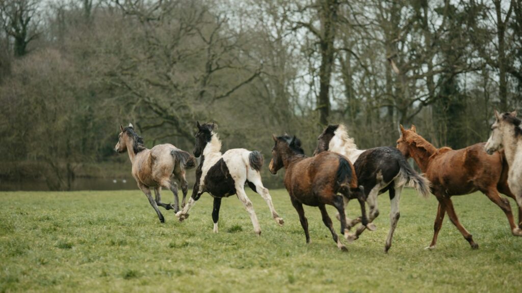 a herd of horses running across a lush green field