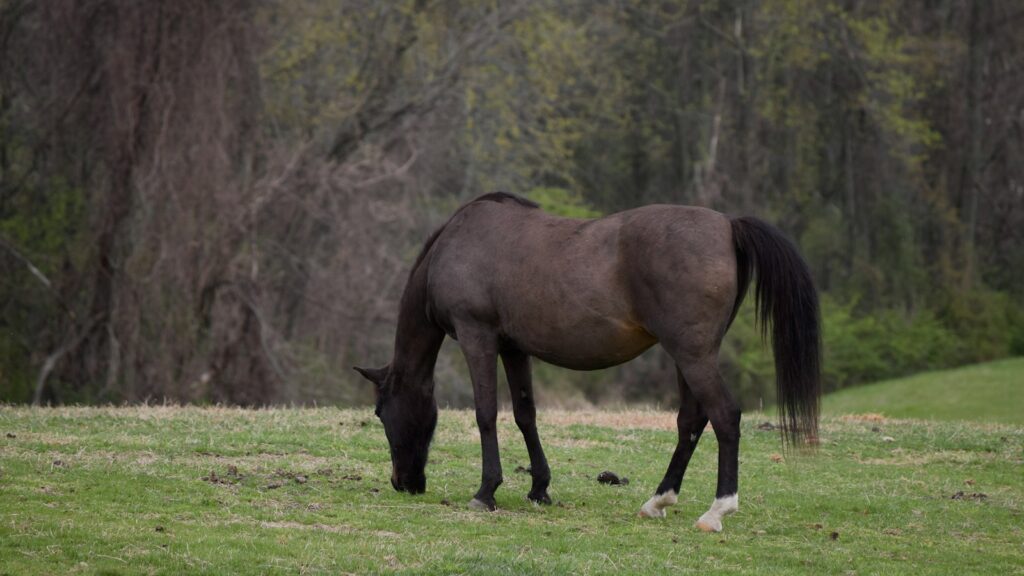 a brown horse grazing on a lush green field