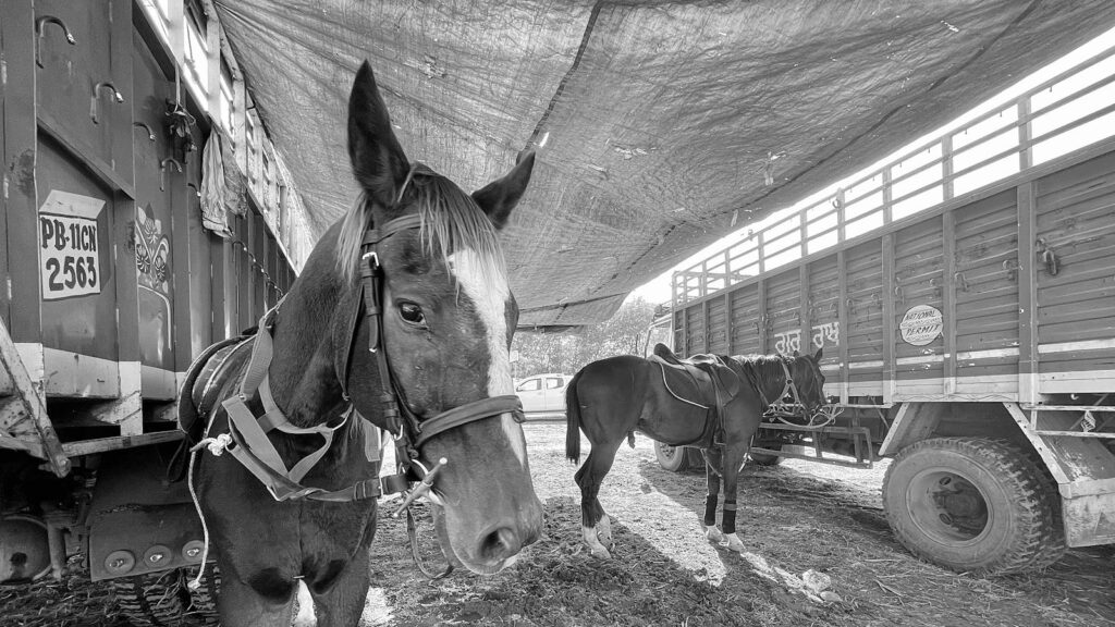 Two horses tied under a tarp with trucks in Palanpur, India. Captured in monochrome for a dramatic effect.