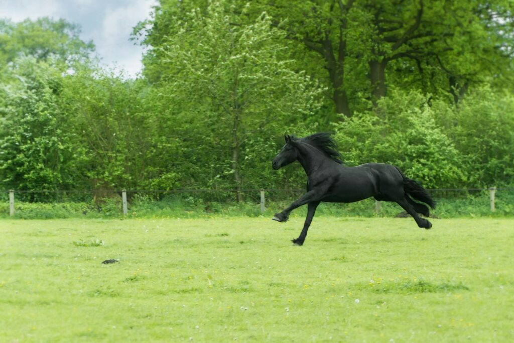A powerful black horse runs freely in a lush green countryside field, surrounded by vibrant trees and natural beauty.