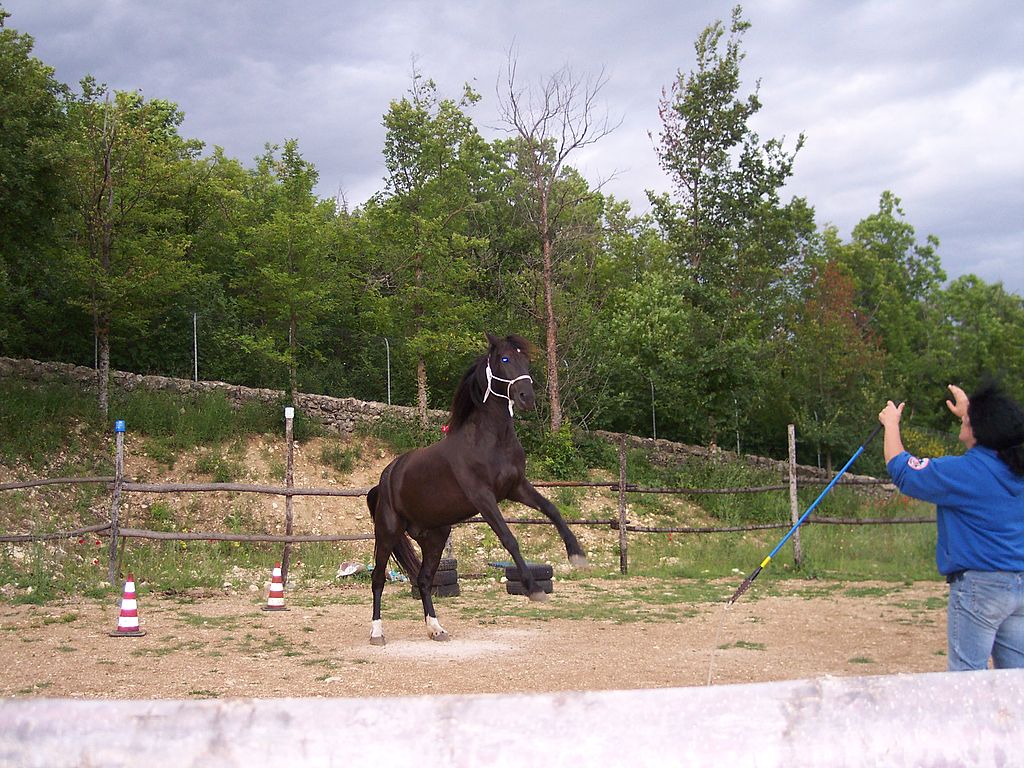 How to Train Your Horse for a Liberty Routine